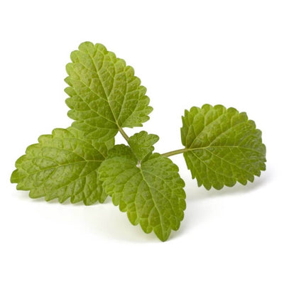 USDA-certified bergamot mint oil 