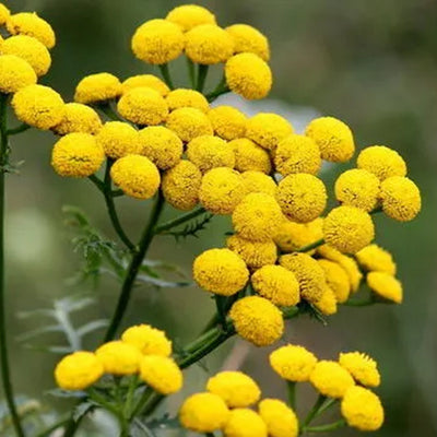 blue tansy essential oil
